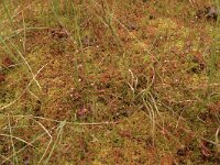 Vaccinium oxycoccos 2, Kleine veenbes, Saxifraga-Bas Klaver