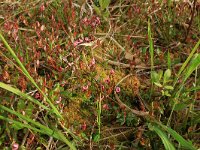 Vaccinium oxycoccos 20, Kleine veenbes, Saxifraga-Hans Boll