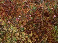 Vaccinium oxycoccos 21, Kleine veenbes, Saxifraga-Hans Boll