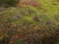 Vaccinium oxycoccos 23, Kleine veenbes, Saxifraga-Hans Boll