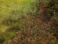 Vaccinium oxycoccos 24, Kleine veenbes, Saxifraga-Hans Boll