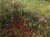 Vaccinium oxycoccos 25, Kleine veenbes, Saxifraga-Hans Boll