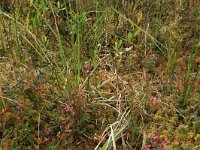 Vaccinium oxycoccos 26, Kleine veenbes, Saxifraga-Hans Boll