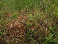 Vaccinium oxycoccos 29, Kleine veenbes, Saxifraga-Hans Boll