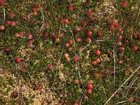 Vaccinium oxycoccos 3, Kleine veenbes, Saxifraga-Hans Dekker