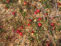 Vaccinium oxycoccos 30, Kleine veenbes, Saxifraga-Hans Dekker