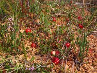 Vaccinium oxycoccos 31, Kleine veenbes, Saxifraga-Hans Dekker