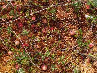 Vaccinium oxycoccos 32, Kleine veenbes, Saxifraga-Hans Dekker