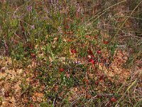 Vaccinium oxycoccos 33, Kleine veenbes, Saxifraga-Hans Dekker