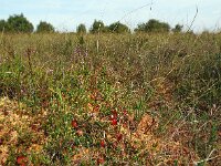 Vaccinium oxycoccos 34, Kleine veenbes, Saxifraga-Hans Dekker