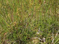 Vaccinium oxycoccos 40, Kleine veenbes, Saxifraga-Hans Boll