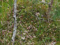 Vaccinium oxycoccos 42, Kleine veenbes, Saxifraga-Ed Stikvoort