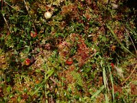 Vaccinium oxycoccos 43, Kleine veenbes, Saxifraga-Ed Stikvoort