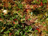 Vaccinium oxycoccos 44, Kleine veenbes, Saxifraga-Ed Stikvoort