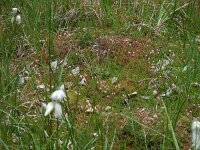 Vaccinium oxycoccos 45, Kleine veenbes, Saxifraga-Ed Stikvoort