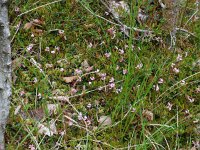 Vaccinium oxycoccos 46, Kleine veenbes, Saxifraga-Ed Stikvoort