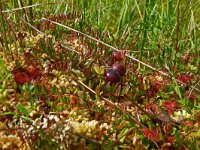 Vaccinium oxycoccos 49, Kleine veenbes, Saxifraga-Hans Grotenhuis