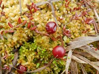 Vaccinium oxycoccos 5, Kleine veenbes, Saxifraga-Rutger Barendse