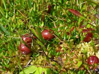 Vaccinium oxycoccos 50, Kleine veenbes, Saxifraga-Hans Grotenhuis
