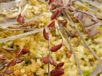 Vaccinium oxycoccos 7, Kleine veenbes, Saxifraga-Rutger Barendse