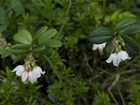 Vaccinium vitis-idaea 10, Rode bosbes, Saxifraga-Willem van Kruijsbergen
