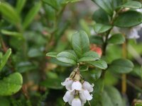 Vaccinium vitis-idaea 14, Rode bosbes, Saxifraga-Dirk Hilbers