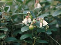 Vaccinium vitis-idaea 15, Rode bosbes, Saxifraga-Hans Dekker
