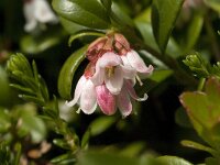 Vaccinium vitis-idaea 16, Rode bosbes, Saxifraga-Jan van der Straaten