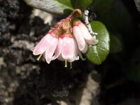 Vaccinium vitis-idaea 18, Rode bosbes, Saxifraga-Jan van der Straaten