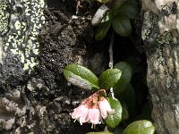 Vaccinium vitis-idaea 19, Rode bosbes, Saxifraga-Jan van der Straaten