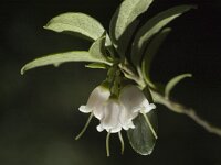 Vaccinium vitis-idaea 2, Rode bosbes, Saxifraga-Marijke Verhagen