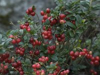 Vaccinium vitis-idaea 20, Rode bosbes, Saxifraga-Willem van Kruijsbergen