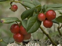 Vaccinium vitis-idaea 21, Rode bosbes, Saxifraga-Willem van Kruijsbergen