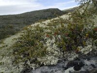 Vaccinium vitis-idaea 22, Rode bosbes, Saxifraga-Willem van Kruijsbergen