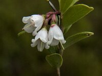 Vaccinium vitis-idaea 23, Rode bosbes, Saxifraga-Jan van der Straaten