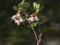 Vaccinium vitis-idaea 24, Rode bosbes, Saxifraga-Jan van der Straaten