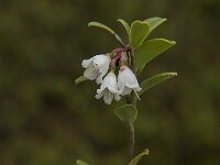 Vaccinium vitis-idaea 25, Rode bosbes, Saxifraga-Jan van der Straaten