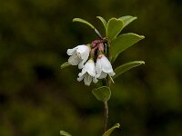 Vaccinium vitis-idaea 26, Rode bosbes, Saxifraga-Jan van der Straaten