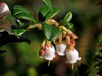 Vaccinium vitis-idaea 27, Rode bosbes, Saxifraga-Hans Dekker