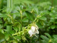 Vaccinium vitis-idaea 29, Rode bosbes, Saxifraga-Rutger Barendse