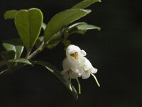 Vaccinium vitis-idaea 3, Rode bosbes, Saxifraga-Marijke Verhagen