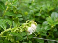 Vaccinium vitis-idaea 30, Rode bosbes, Saxifraga-Rutger Barendse