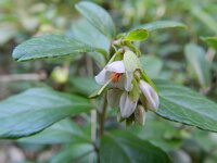 Vaccinium vitis-idaea 31, Rode bosbes, Saxifraga-Rutger Barendse