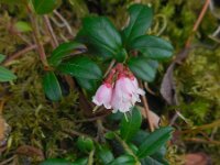 Vaccinium vitis-idaea 33, Rode bosbes, Saxifraga-Ed Stikvoort