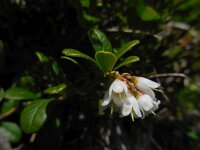 Vaccinium vitis-idaea 34, Rode bosbes, Saxifraga-Ed Stikvoort
