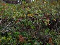 Vaccinium vitis-idaea 35, Rode bosbes, Saxifraga-Ed Stikvoort