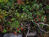Vaccinium vitis-idaea 36, Rode bosbes, Saxifraga-Ed Stikvoort