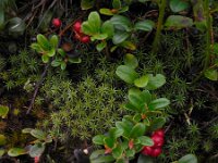 Vaccinium vitis-idaea 38, Rode bosbes, Saxifraga-Ed Stikvoort