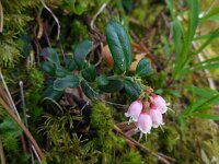 Vaccinium vitis-idaea 39, Rode bosbes, Saxifraga-Ed Stikvoort