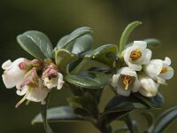 Vaccinium vitis-idaea 4, Rode bosbes, Saxifraga-Marijke Verhagen